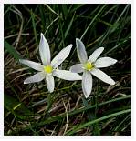 Narcissus poeticus * Pheasant's Eye Narcissus - Gamila, Greece - June 1985 * 3544 x 3682 * (3.87MB)